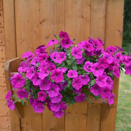 Al 3* Сан-Вито-ди-Кадоре