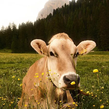 Al San Vito di Cadore